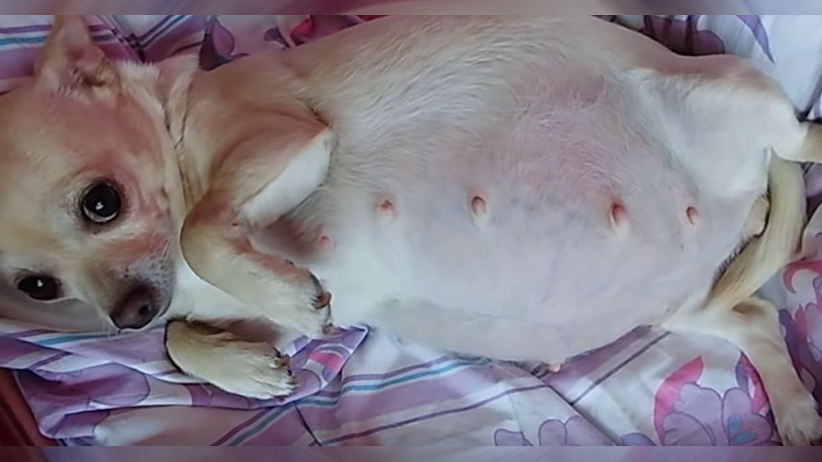 Chihuahua Gravid