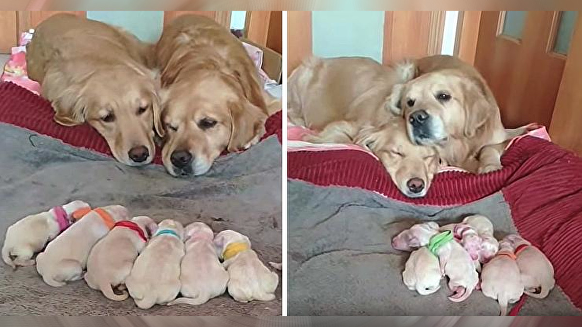 Golden Retriever Parents Watch Over Newborn Puppies