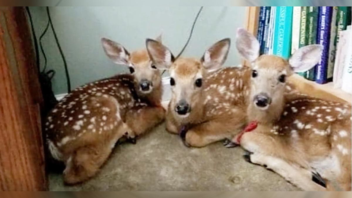 Woman Leaves Back Door Open During Storm And Discovers 3 Baby Deer In Her  Living Room