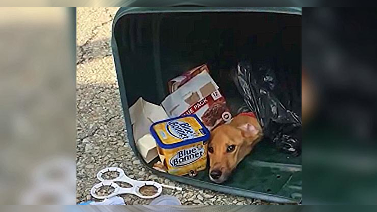 Woman &#39;Discards&#39; Dog In Trash Can In Order To Move To Another State To Be  With Boyfriend