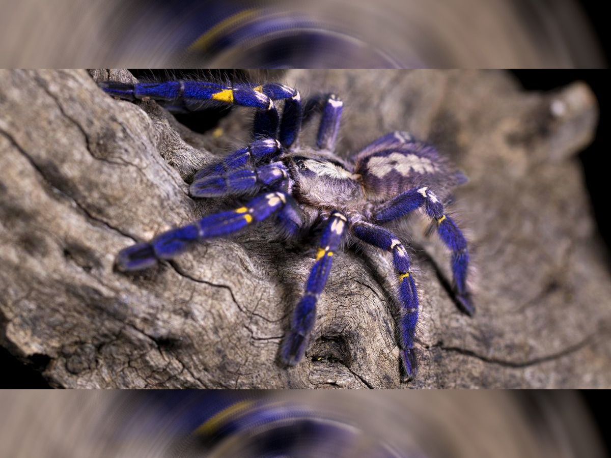 What are the Benefits of Owning a Tarantula?