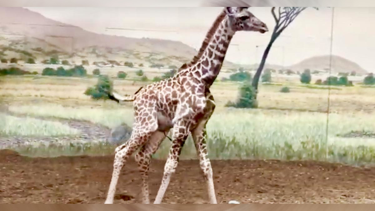 Baby Giraffe Finds His Legs In Adorable Zoo Video