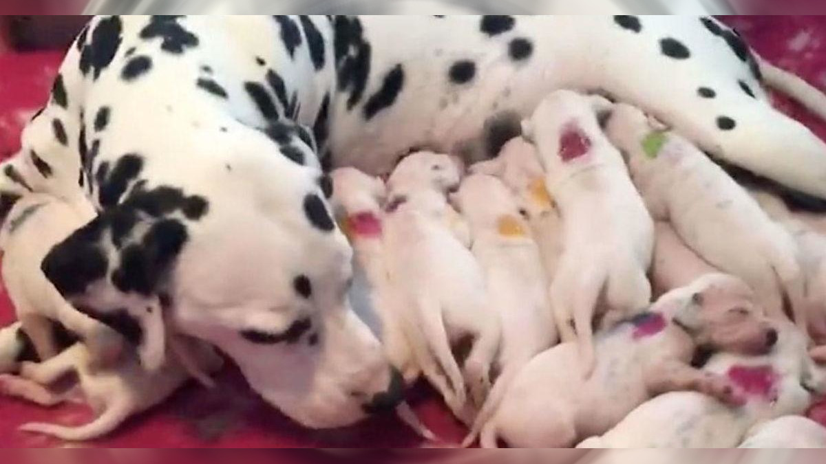 Shortly After Dalmatian Delivers Pups Veterinarian Realizes He ...