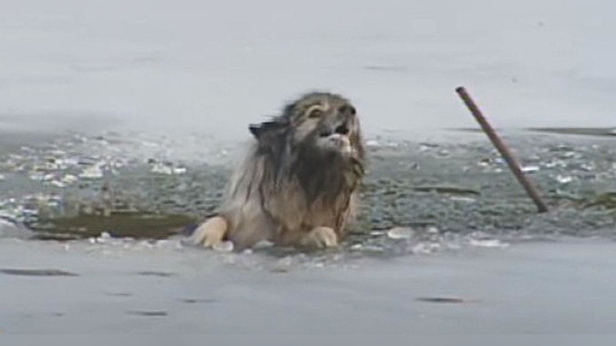 Senior Dog Who Fell Through An Icy Pond Is Rescued By Brave Firefighters